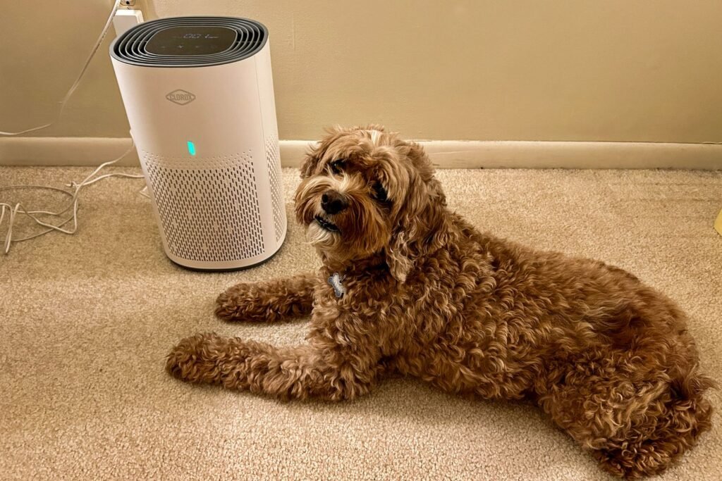Why You Need the Best Air Filters for Allergies, Dust, and Pet Dander
